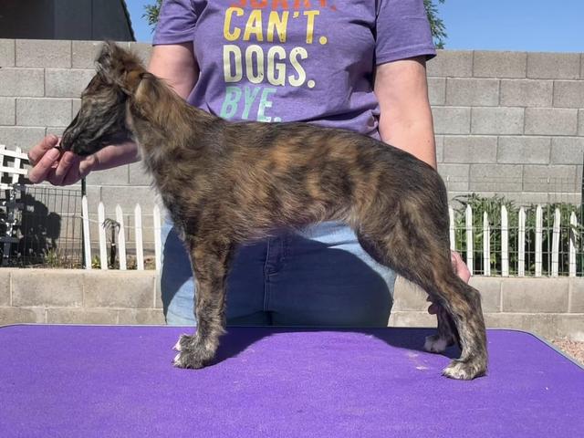 Photo of Aeracura From the Ashes