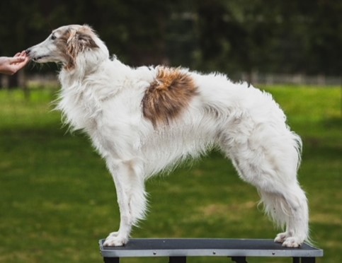 Photo of Aeracura I'm Late! I'm Late!