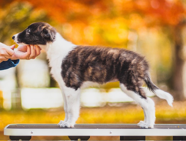 Photo of Aeracura Jewel of the Amazon
