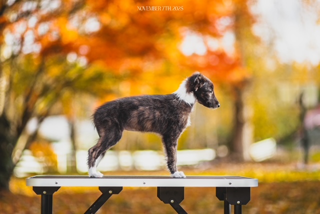 Photo of Aeracura Mist Over the Inari