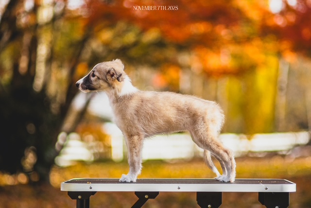 Photo of Aeracura Queen of the Nile