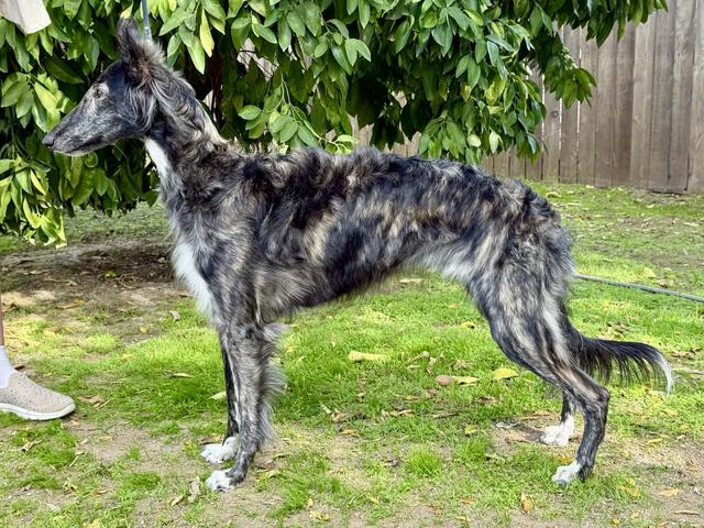 Photo of Aeracura Seated Queen @Warrior