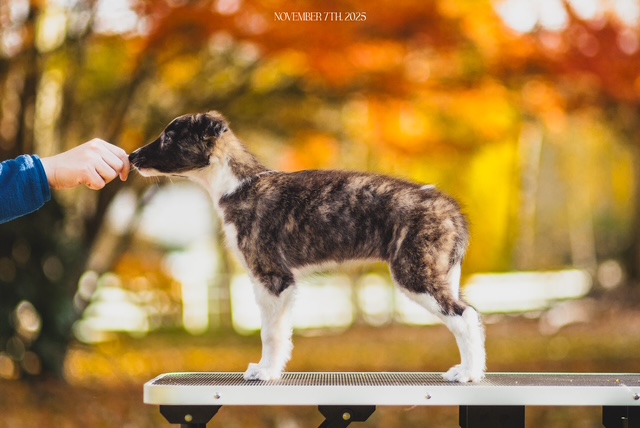 Photo of Aeracura Sirens on the Rhine