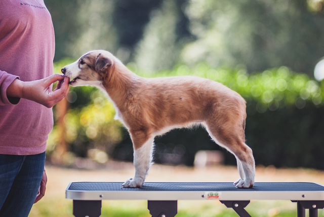Photo of Aeracura Winsome Gloriosa Lily