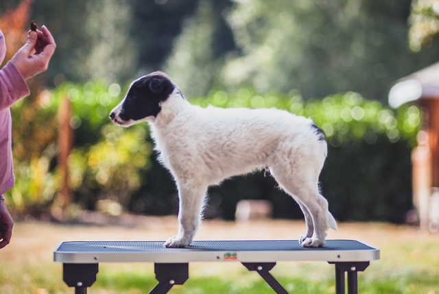 Photo of Aeracura Winsome Hydrangea