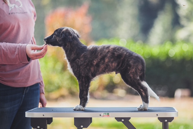 Photo of Aeracura Winsome Sunflower