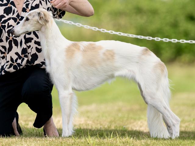 Photo of Allagante Brighton Rock