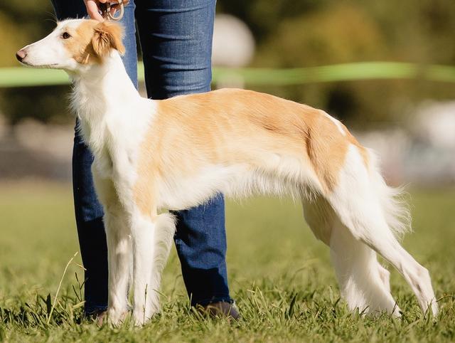 Photo of Allagante Copper Fox