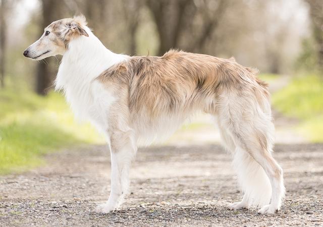 Photo of Allagante Crocodile Rock