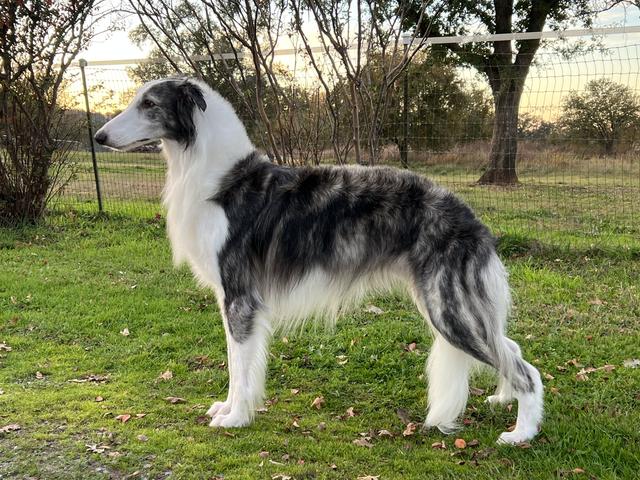 Photo of Allagante Electric Current