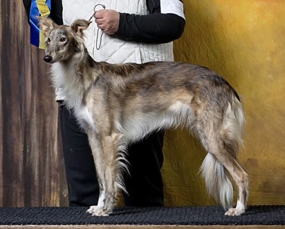 Photo of Allagante Golden Highlights