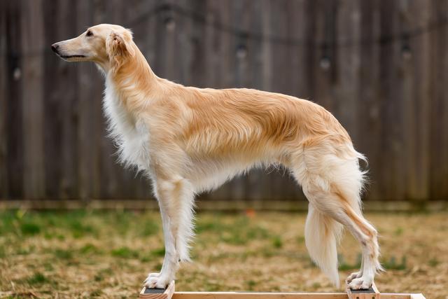 Photo of Allagante Hijack My Heart