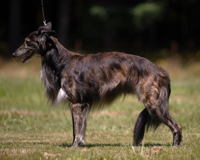 Photo of Allagante Ima Your Pardner