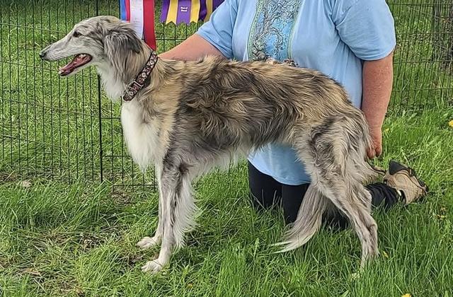 Photo of Allagante JoyRun Zebo