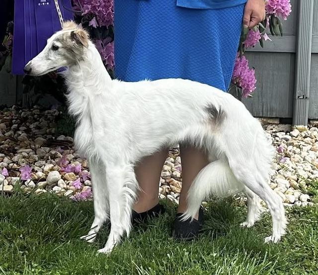 Photo of Allagante Koko Loko