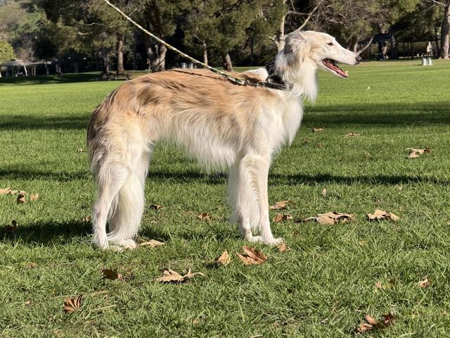 Photo of Allagante Pendragon Starfyre