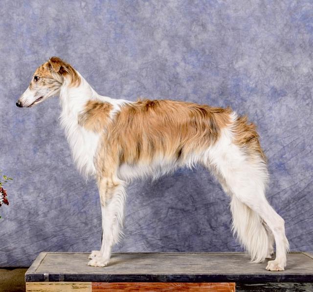 Photo of Allagante Seven Seas of Rhye