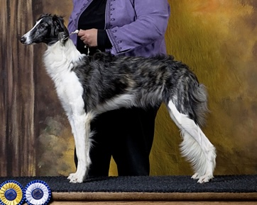 Photo of Allagante WSpirit Max Velocity