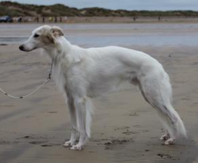 Photo of Allagante Winsome Riviera