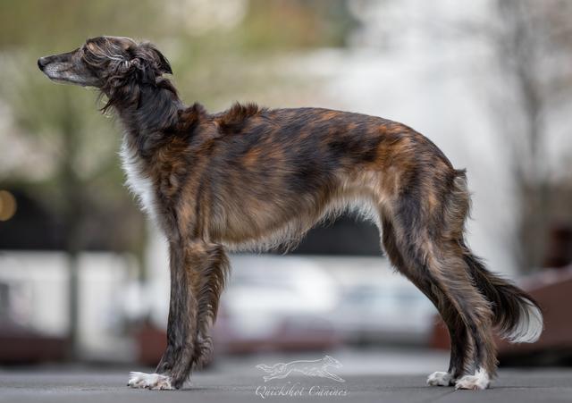 Photo of Amethyst Indigo Girl