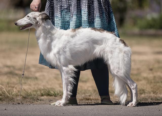 Photo of Amethyst Magic Missile
