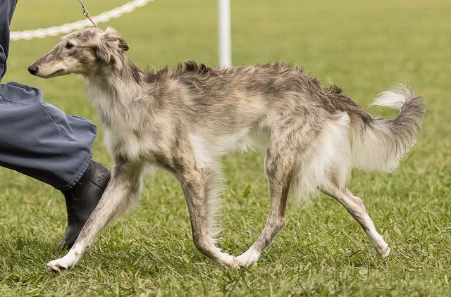 Photo of Amethyst Oathbringer