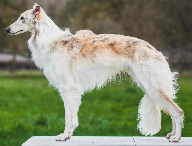 Photo of Aracari Winsome Freestyle