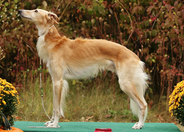 Photo of Artemis Sun Dancer