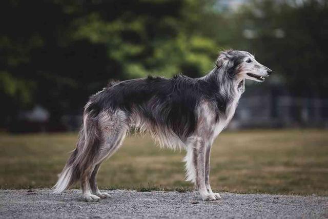Photo of Attaway Jaguarundi