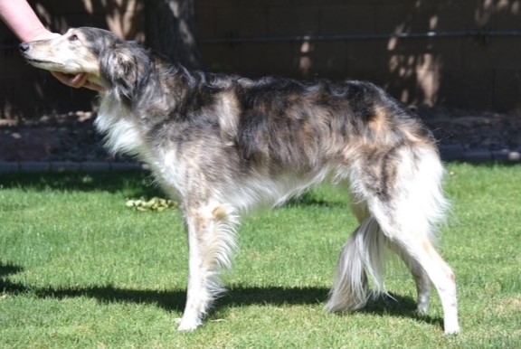 Photo of Attaway-Kinobi Gingersnap