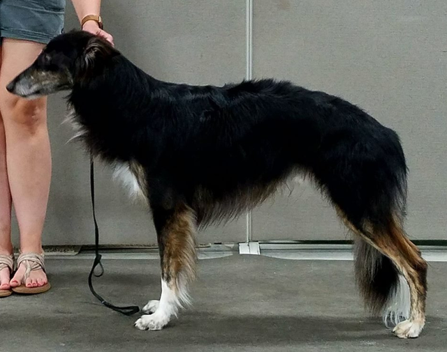 Photo of Attaway-Kinobi Marcasite