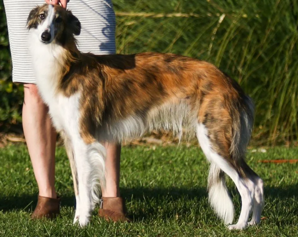 Photo of Attaway-Kinobi Rumba at Sunera