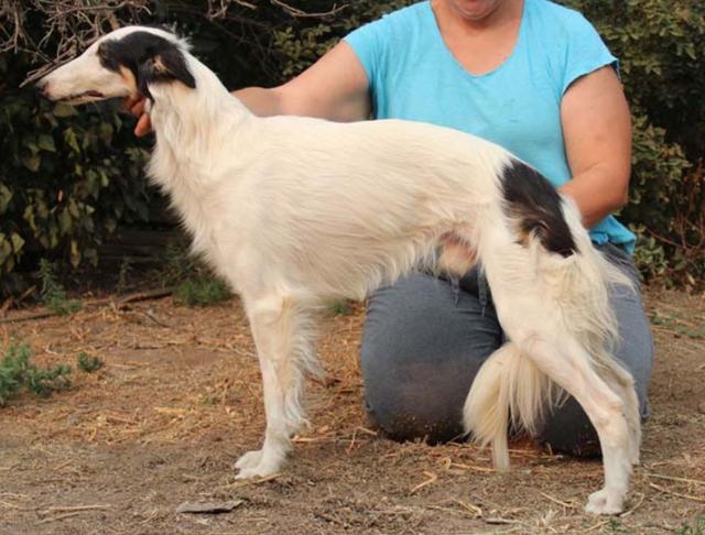 Photo of Attaway Lord of the Dance