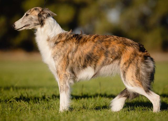 Photo of Attaway Quickstep At Wyndolyn