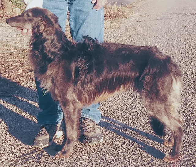 Photo of Avalon Argent Kristull