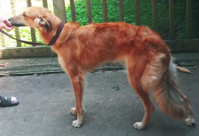 Photo of Avalon Dragonfire