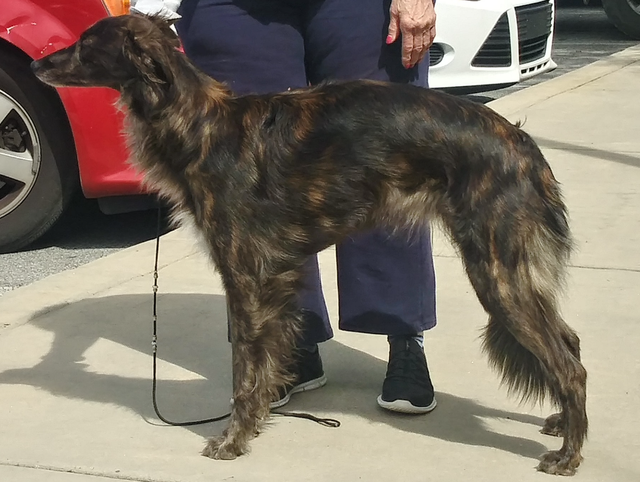 Photo of Avalon Dragonflight