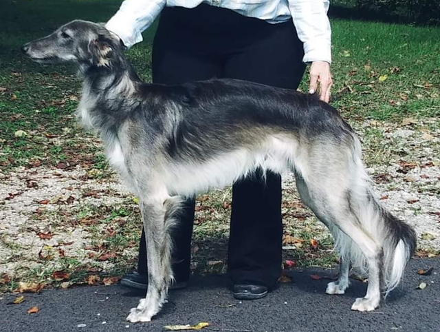 Photo of Avalon Electric Horseman