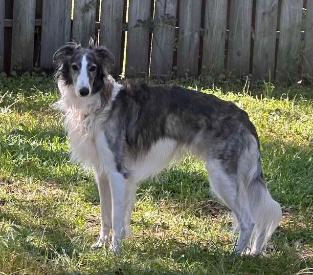 Photo of Avalon Horse Sense