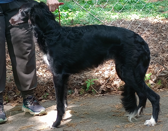 Photo of Avalon Indiana Jones