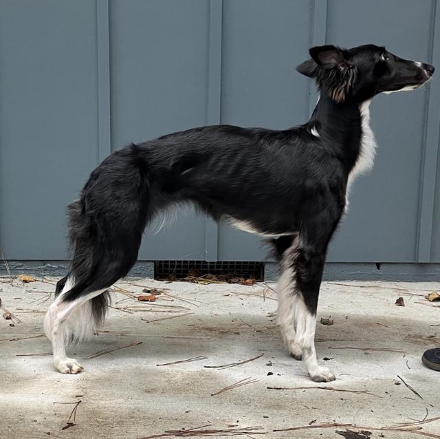 Photo of Avalon Last Impression