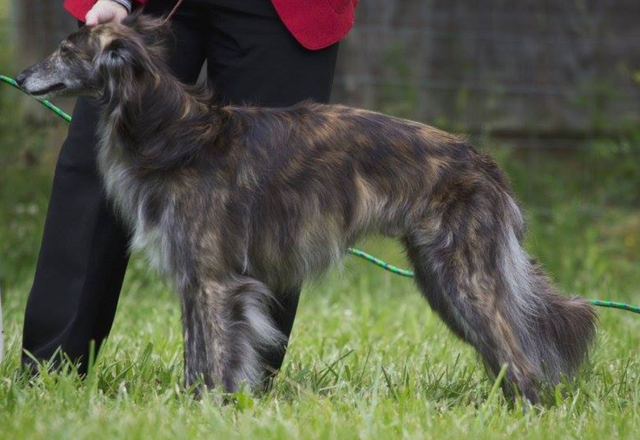 Photo of Avalon Picacho