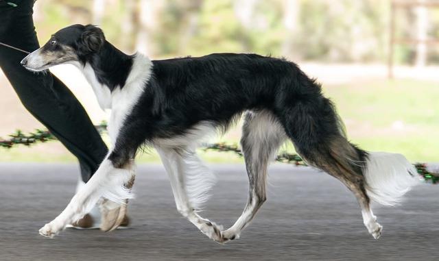 Photo of Ávila Sir Prize