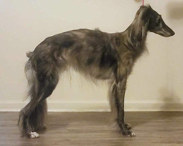 Photo of CSB Agent Ernst Stavro Blofeld