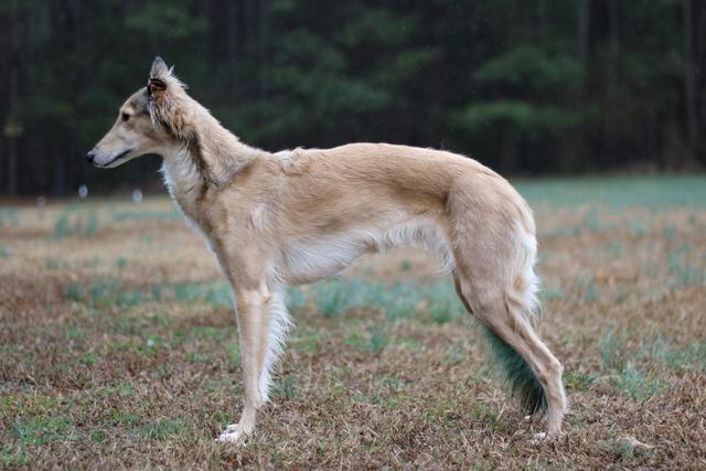 Photo of CSB Agent Little Nellie