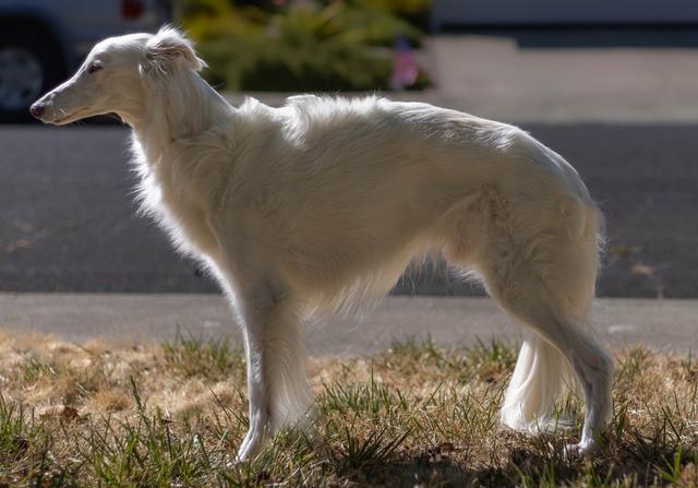 Photo of CSB Agent Professor R.J. Dent