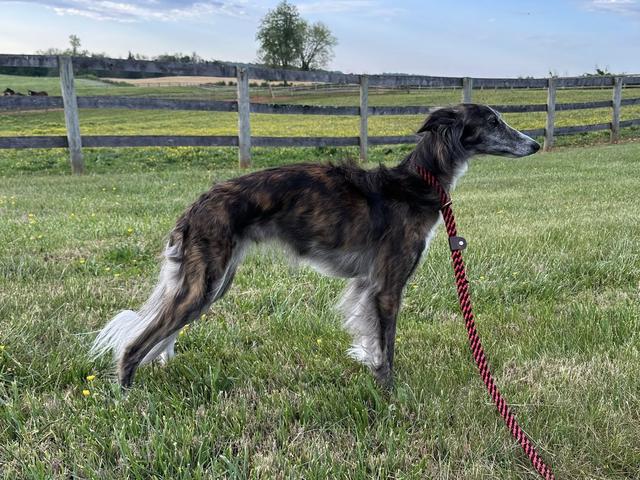 Photo of CSB Contessa Teresa di Vicenzo