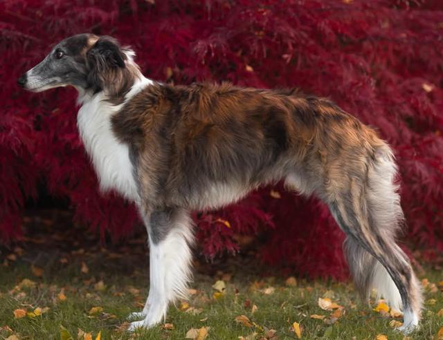 Photo of Clayborn Sunera SnickerNoodle