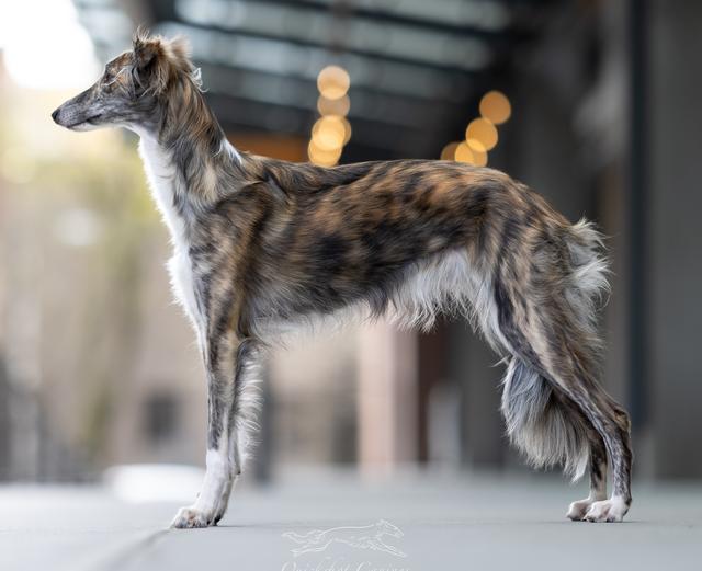 Photo of Clayborn's Chupacabra