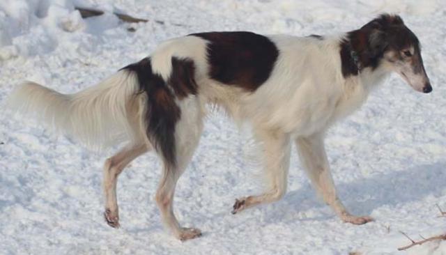 Photo of Clayborn's Doodlebug